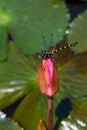 Dragonfly outdoor on pink lotus Royalty Free Stock Photo