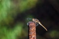 Dragonfly outdoor - selective focus. Royalty Free Stock Photo