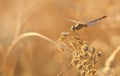 Dragonfly outdoor in summer time Royalty Free Stock Photo