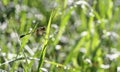 Dragonfly outdoor on wet morning Royalty Free Stock Photo