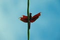 dragonfly outdoor on wet morning Royalty Free Stock Photo