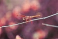 dragonfly outdoor on wet morning,selective focus on subject Royalty Free Stock Photo