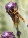 Dragonfly outdoor on wet morning Royalty Free Stock Photo