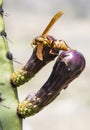 Dragonfly outdoor on wet morning Royalty Free Stock Photo