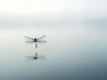 dragonfly over calm water, reflection visible Royalty Free Stock Photo