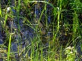 Dragonfly over the surface of the lake.  over the surface of the lake. Royalty Free Stock Photo