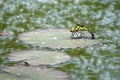 Dragonfly oviposit Royalty Free Stock Photo