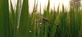 Dragonfly in paddy field