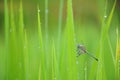 Dragonfly in the paddy rice