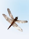 Dragonfly Pantala hymenaea Royalty Free Stock Photo