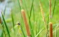 Dragonfly and papyrus Royalty Free Stock Photo