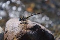 a dragonfly paraghompus reinwardtii perched on the rock