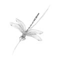 Dragonfly Royalty Free Stock Photo