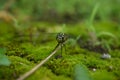 dragonfly perch on the mossy rocks
