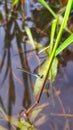 Dragonfly perch To water grass