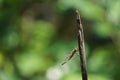 Dragonfly perch on a twig 2