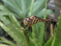 Dragonfly perched on aloe vera plant
