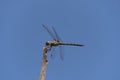 Dragonfly perched atop a dry branch under a deep blue sky. Royalty Free Stock Photo