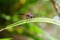 A dragonfly perched on a blade of grass Royalty Free Stock Photo
