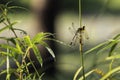 A dragonfly perched on a branch of a bamboo