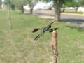 Dragonfly perched on a branch Royalty Free Stock Photo