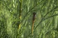 Dragonfly perched on a branch