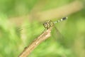 dragonfly perched on a branch Royalty Free Stock Photo