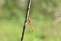 dragonfly perched on a branch Royalty Free Stock Photo