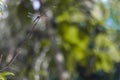 A dragonfly perched on a branch of a shrub in a field at noon Royalty Free Stock Photo