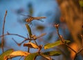 Dragonfly perched on branch at sunset waitng for prey Royalty Free Stock Photo