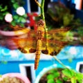 Dragonfly perched on a branch Tree Royalty Free Stock Photo