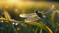 Dragonfly Jewel: Close-up of a Beautiful Blue Dragonfly with Dewdrops on Wings Royalty Free Stock Photo