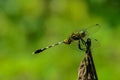 The dragonfly perched on a dry leaf Royalty Free Stock Photo