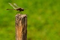 A dragonfly perched on a dry stick. Royalty Free Stock Photo
