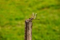 A dragonfly perched on a dry stick. Royalty Free Stock Photo