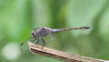 a dragonfly perched on a dry tree branch Royalty Free Stock Photo