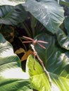 Dragonfly perched on dry twigs and green taro leaves on the background. selected focus. blurry background. Royalty Free Stock Photo