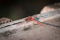 Dragonfly perched on a fence on a fall day Royalty Free Stock Photo