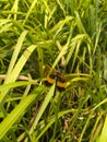 A Dragonfly Perched On The Grass Royalty Free Stock Photo