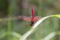 Dragonfly Royalty Free Stock Photo