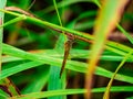 Dragonfly perched on the grass 3 Royalty Free Stock Photo