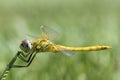 Dragonfly perched on grass stem Royalty Free Stock Photo