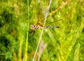 Dragonfly perched on grass water color Royalty Free Stock Photo