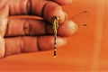 Dragonfly perched on human finger stock photo Royalty Free Stock Photo