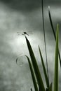 Dragonfly perched on leaf Royalty Free Stock Photo