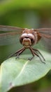 Close-up of dragonfly with detailed body feature Royalty Free Stock Photo