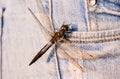 A dragonfly is perched on a person& x27;s jeans Royalty Free Stock Photo