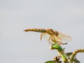 Dragonfly perched on a plant branch Royalty Free Stock Photo