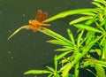 Dragonfly perched on a plant branch Royalty Free Stock Photo