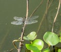 Dragonfly perched on a plant branch Royalty Free Stock Photo